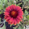 Gaillardia 'Arizona Red Shades' - Mõrsjalill 'Arizona Red Shades'